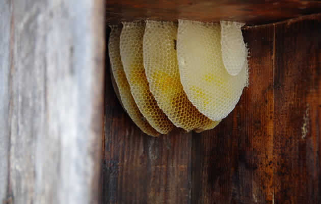 ミツバチの巣[福岡県ミツバチ駆除サービス]