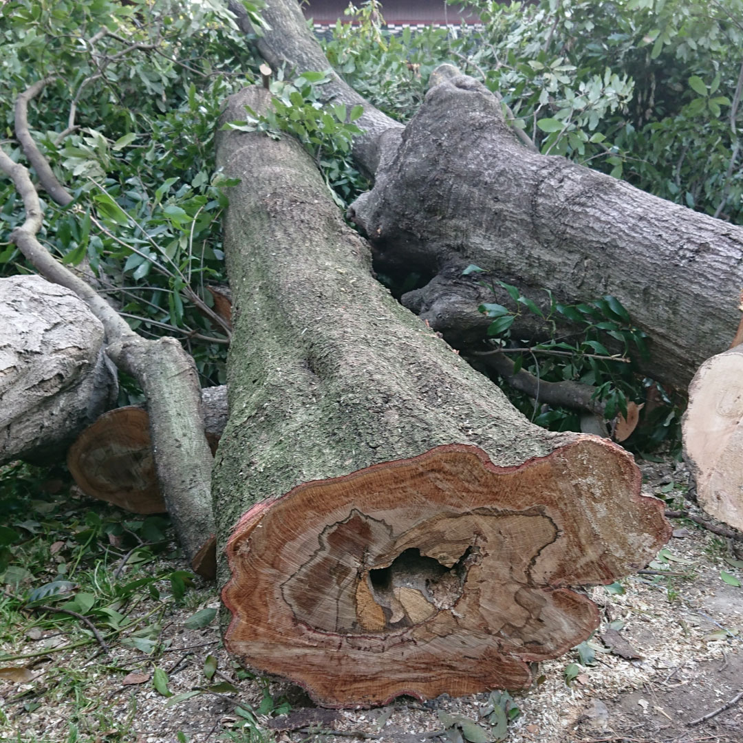 福岡県庭木伐採サービス【庭木伐採1本5,000円（税込5,500円）から対応